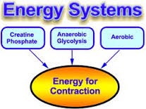 Atp resynthesis energy systems